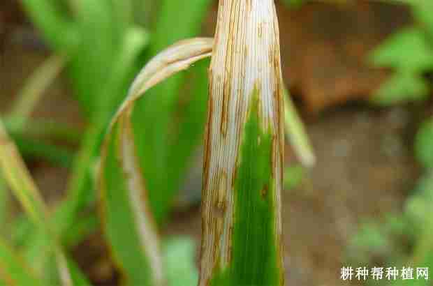 黄花菜炭疽病如何防治(黄花菜炭疽病如何防治)